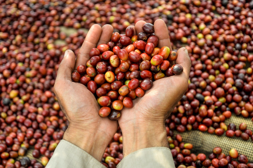 Cara Mencuci Biji Kopi