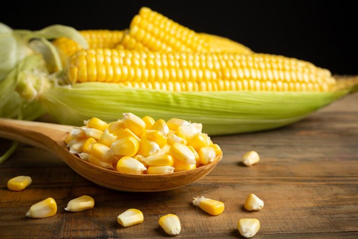 cara buat pakan kambing dari jagung