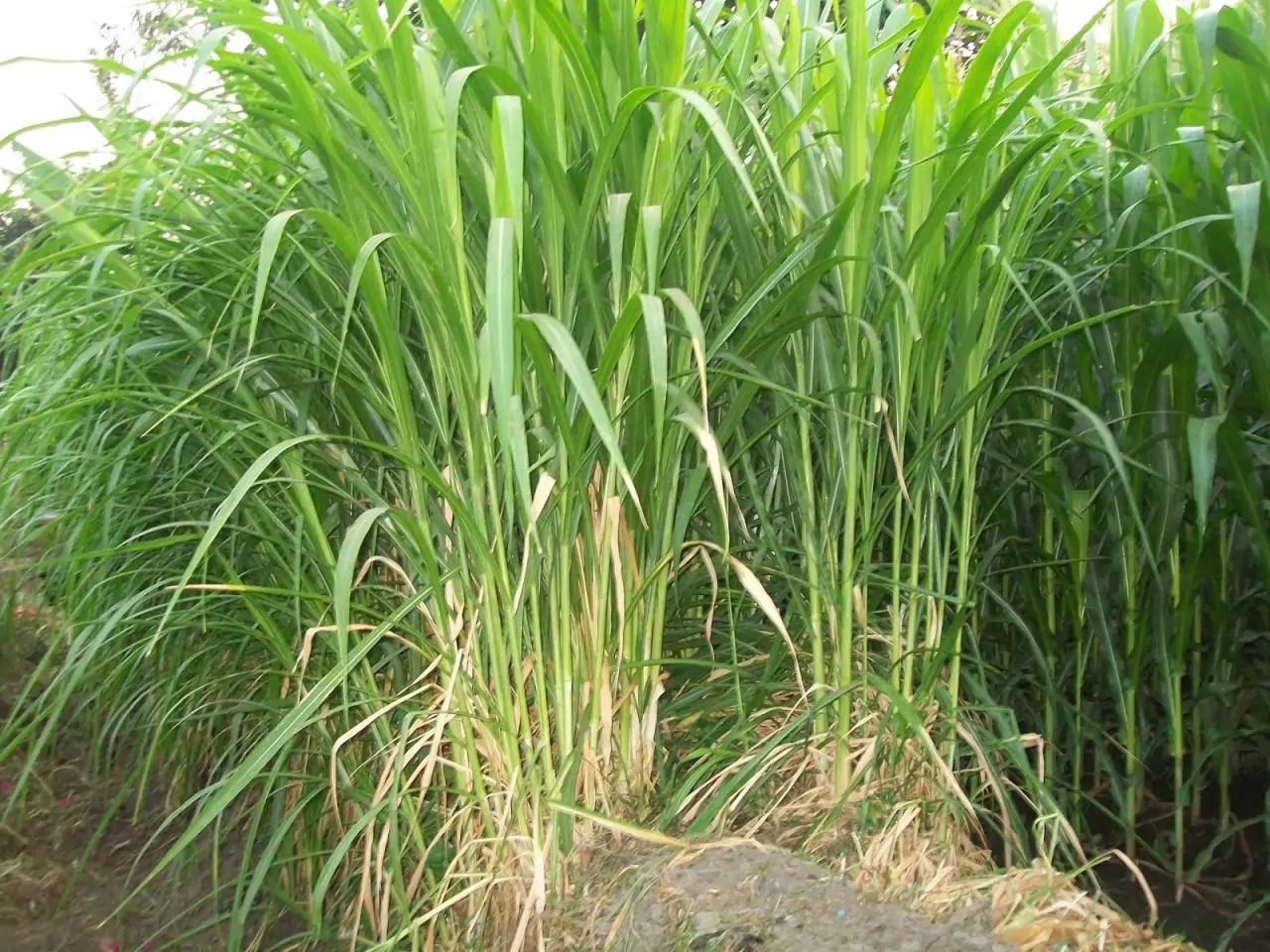 rumput gajah untuk ternak