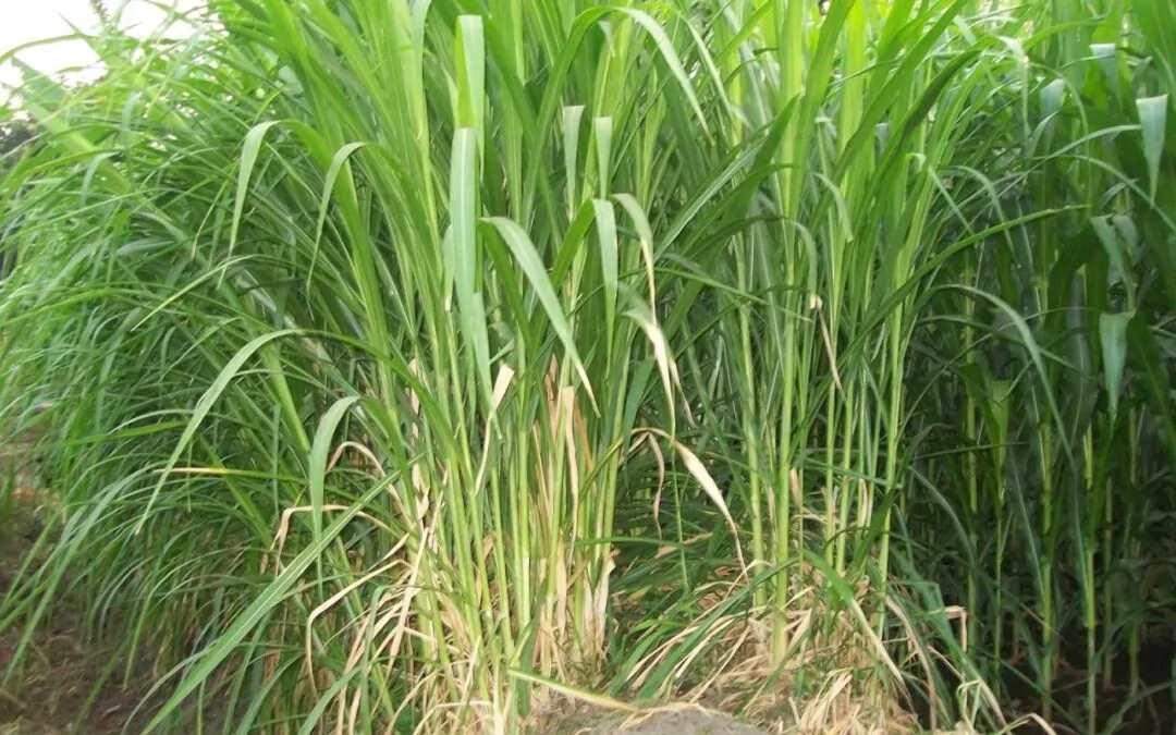 rumput pakan ternak berkualitas
