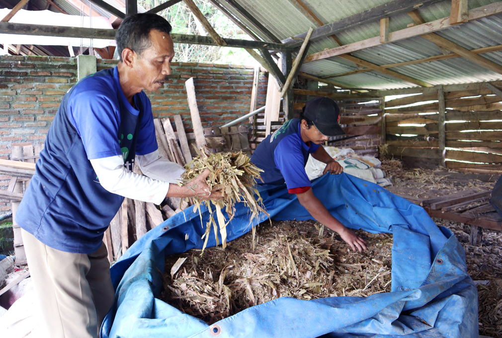 proses pemadatan rumput fermentasi