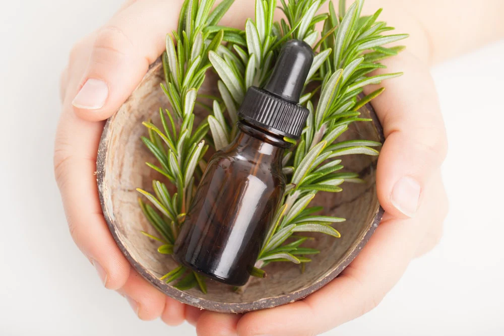 pengolahan ekstrak tanaman herbal