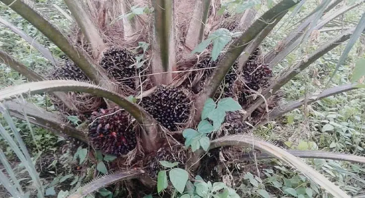 buah sawit kecil