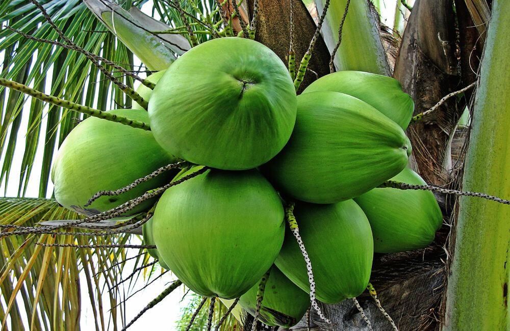 keunggulan pohon kelapa budidaya