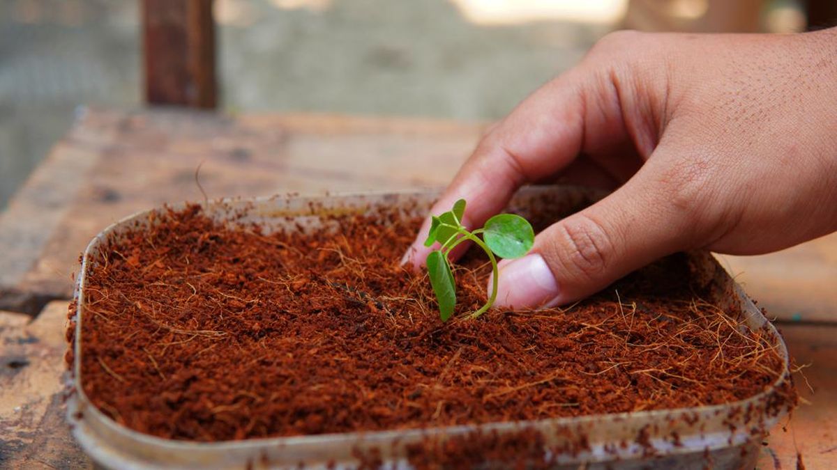 karakteristik cocopeat dari sabut kelapa