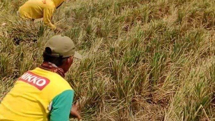 rumput kering untuk stok musim kemarau
