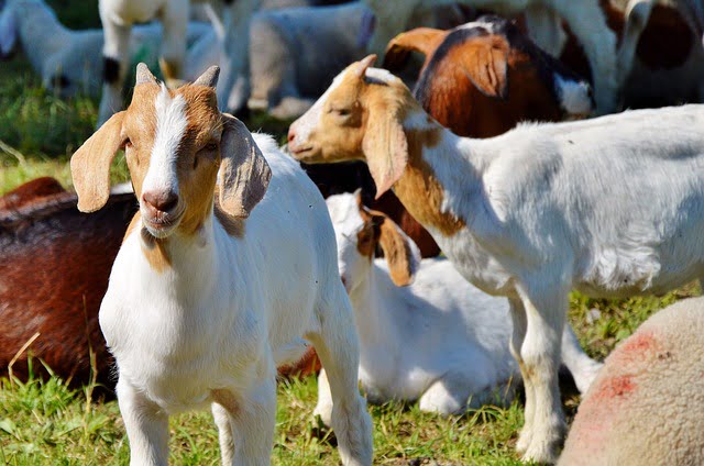 pengembangan usaha kambing desa