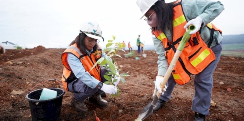 revegetasi dalam tahapan rehabilitasi lahan tambang