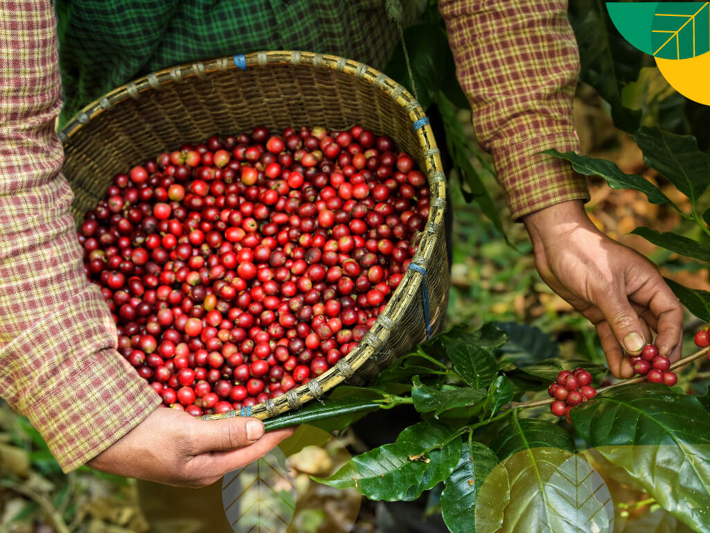 alat pengolah kopi pasca panen