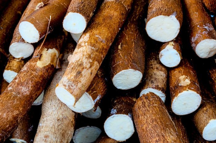 cara memilih singkong untuk keripik